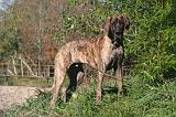 DOGUE ALLEMAND 768